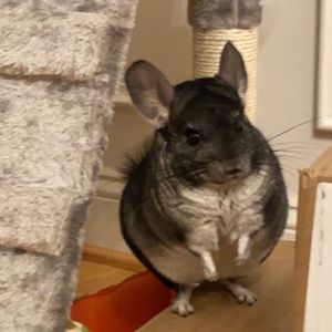 Meet your Posher, Peter